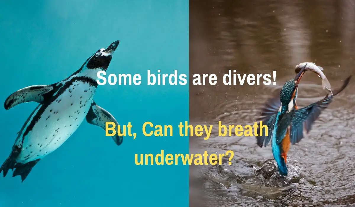 Can birds breath underwater _F