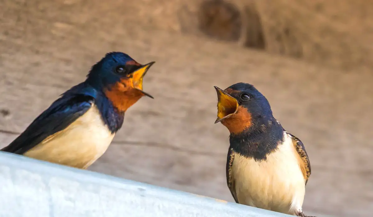 Can birds communicate with each other