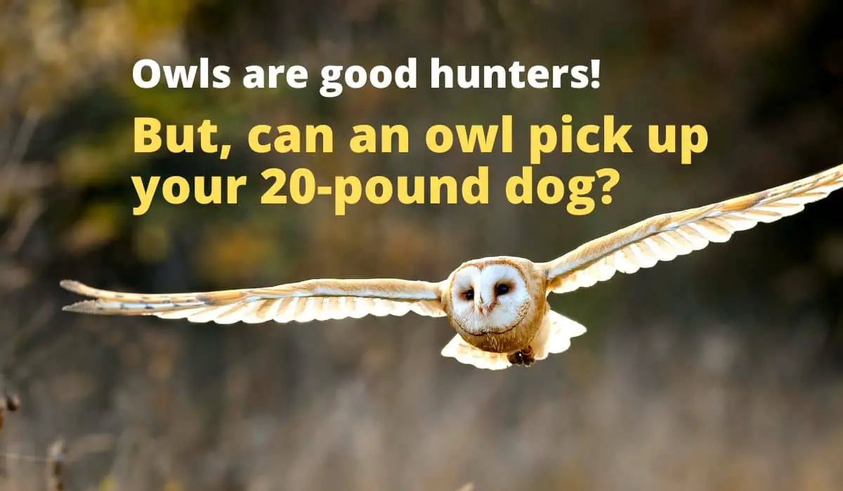 How much weight can an Owl carry? [Don’t underestimate them!]