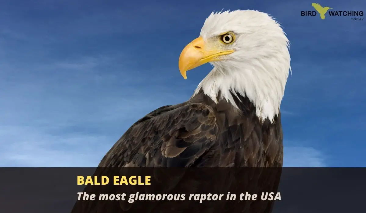 Why do bald eagles have white heads