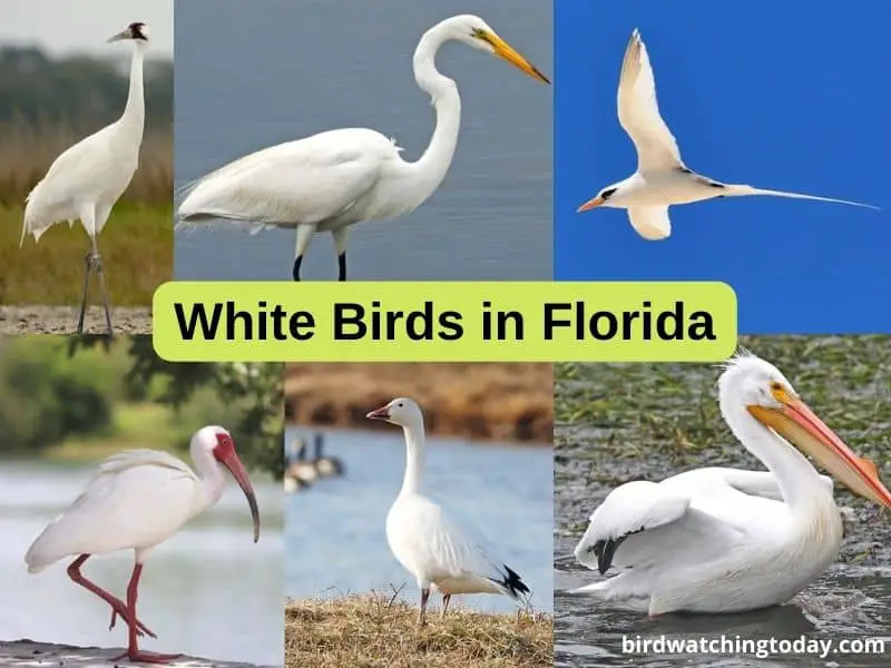 White Birds in Florida
