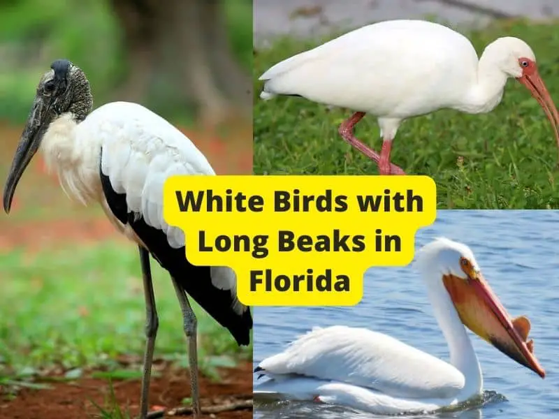 White Birds with Long Beaks in Florida [MUST see birds!] - Bird Watching  Today