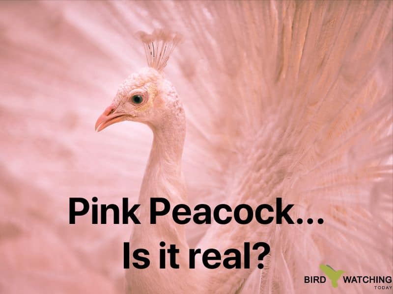 Are pink peacocks real