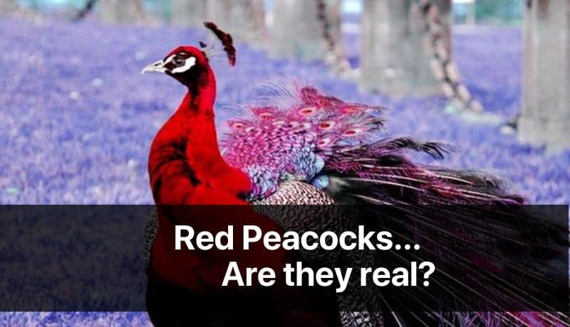 Are red peacocks real