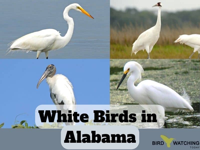 White Birds in Alabama