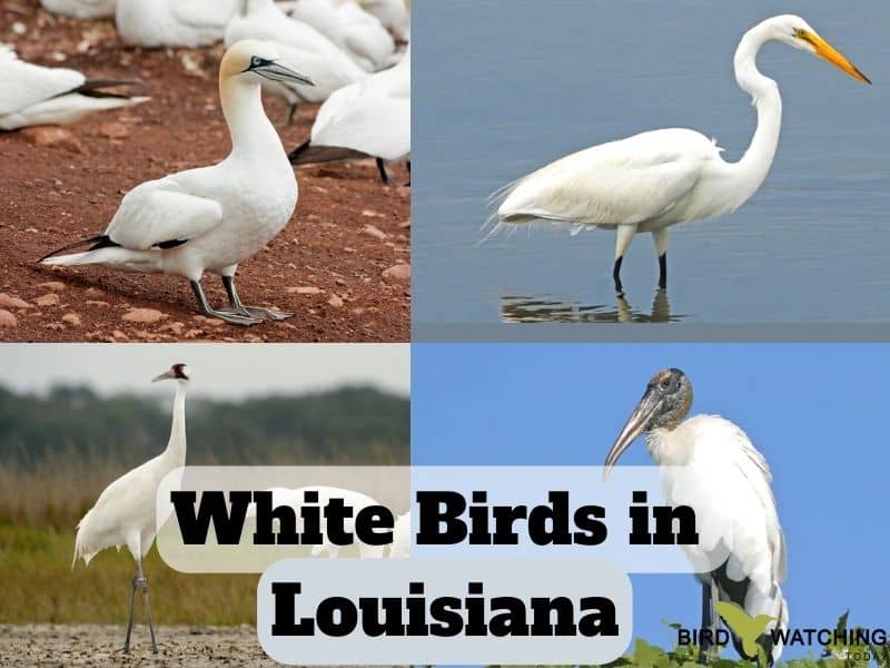 White birds in Louisiana