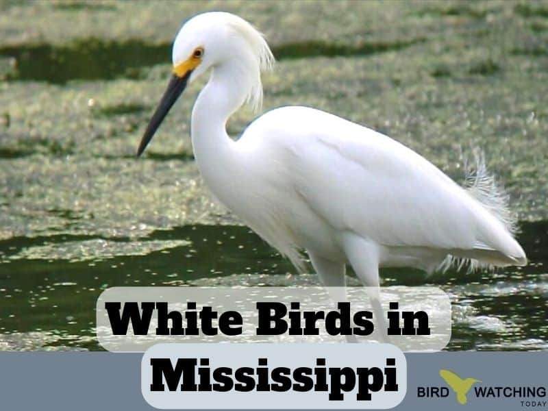 White Birds in Mississippi