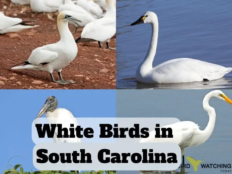 White Birds in South Carolina