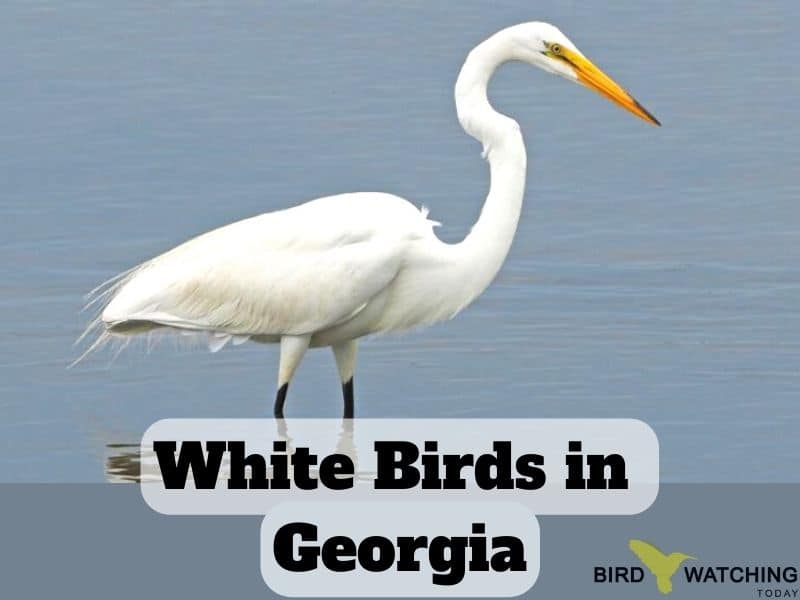 White birds in Georgia