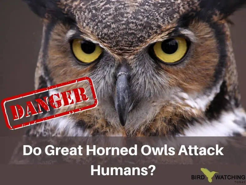 Great horned owls attack humans? YES!