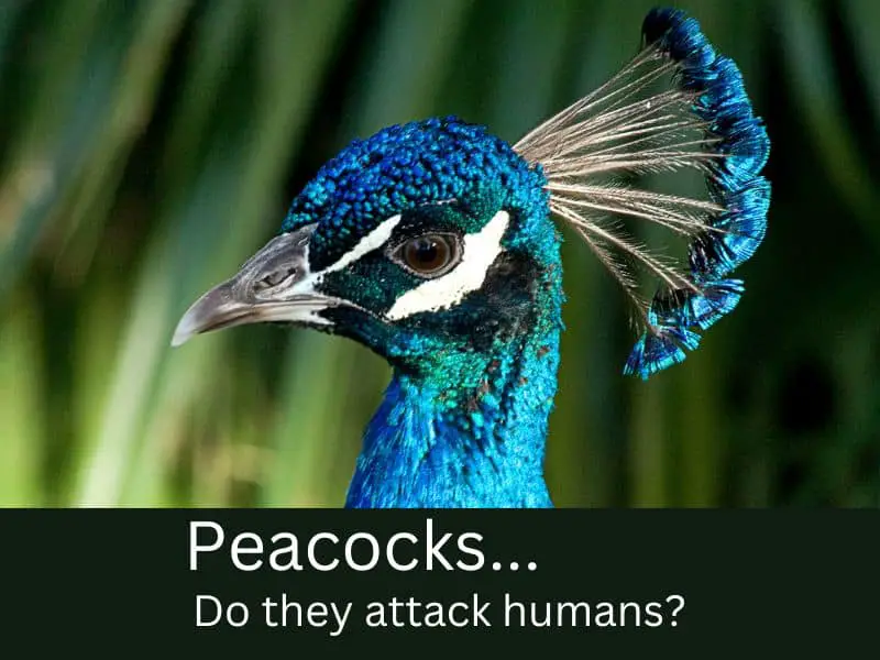 Do peacocks attack humans