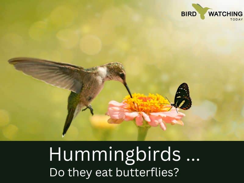 Do hummingbirds eat butterflies?