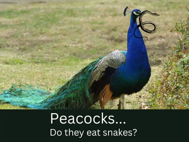 Do peacocks eat snakes