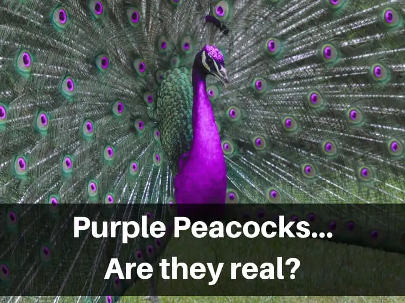 Purple Peacocks - they are real!