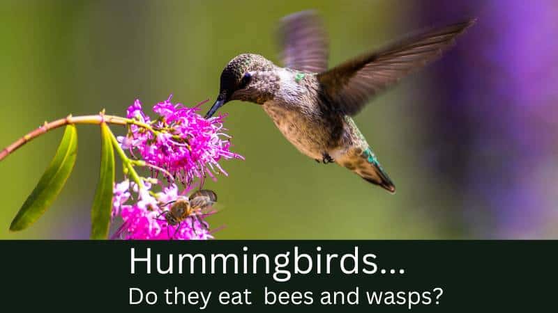 Do hummingbirds eat bees and wasps?