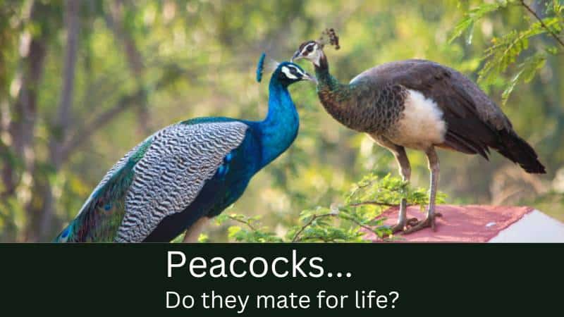 Do peacocks mate for life