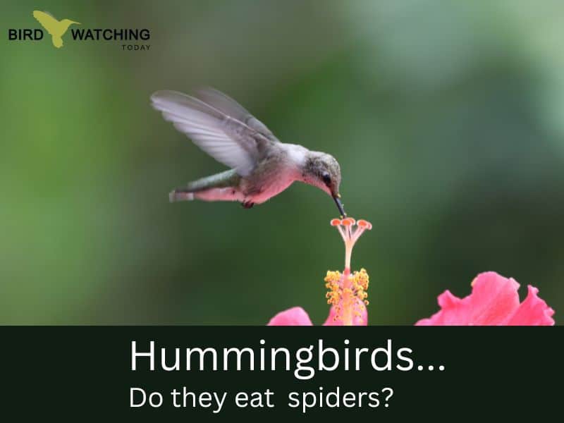 Do hummingbirds eat spiders?