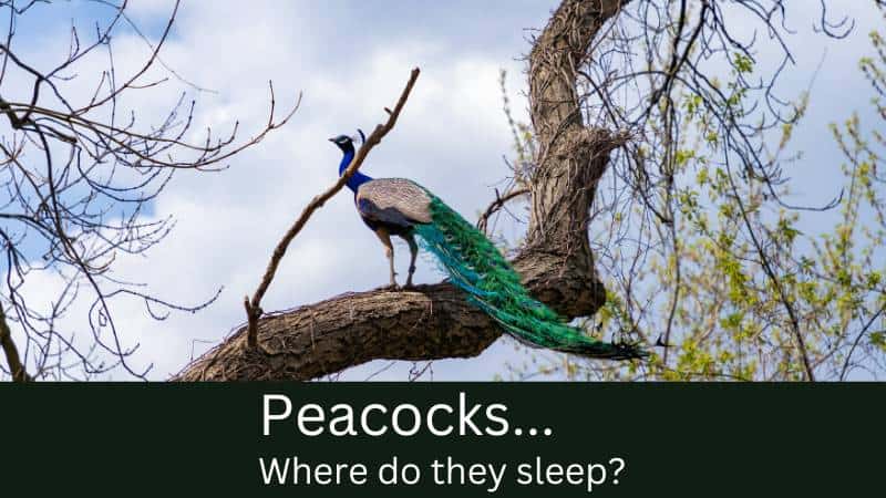 Where do peacocks sleep? They sleep on tree and other high structures such as buildings etc.