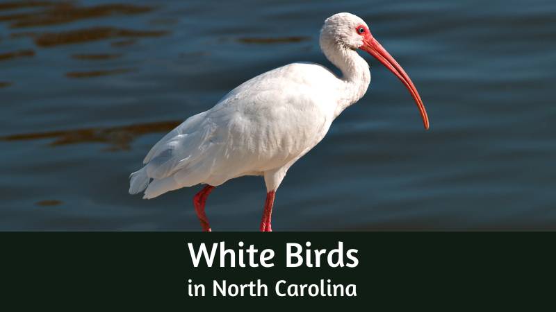 White birds in North Carolina - There are 16 white birds in North Carolina
