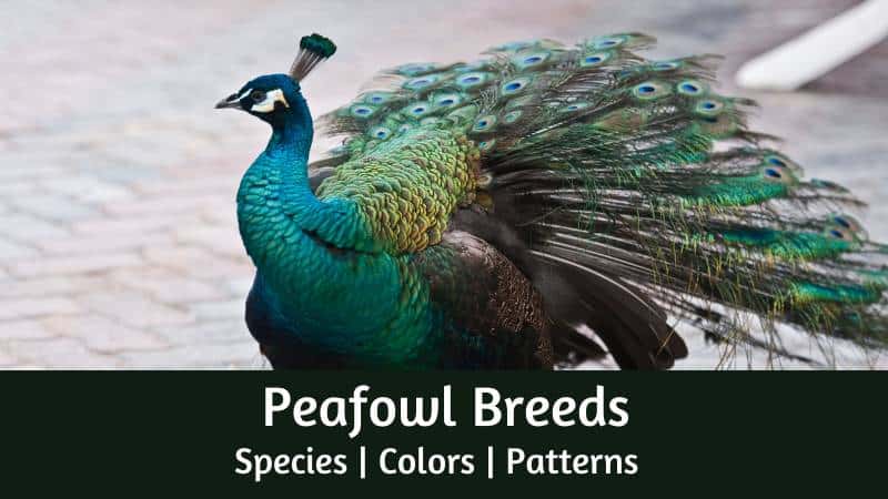 Peacock breeds - 3 species, 15 different colors, 5 different patterns, and 225 breeds.