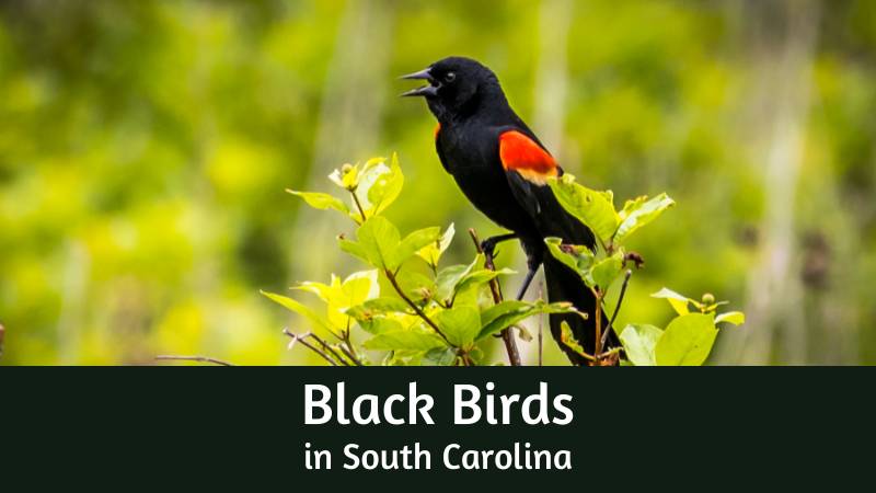 Black birds in South Carolina