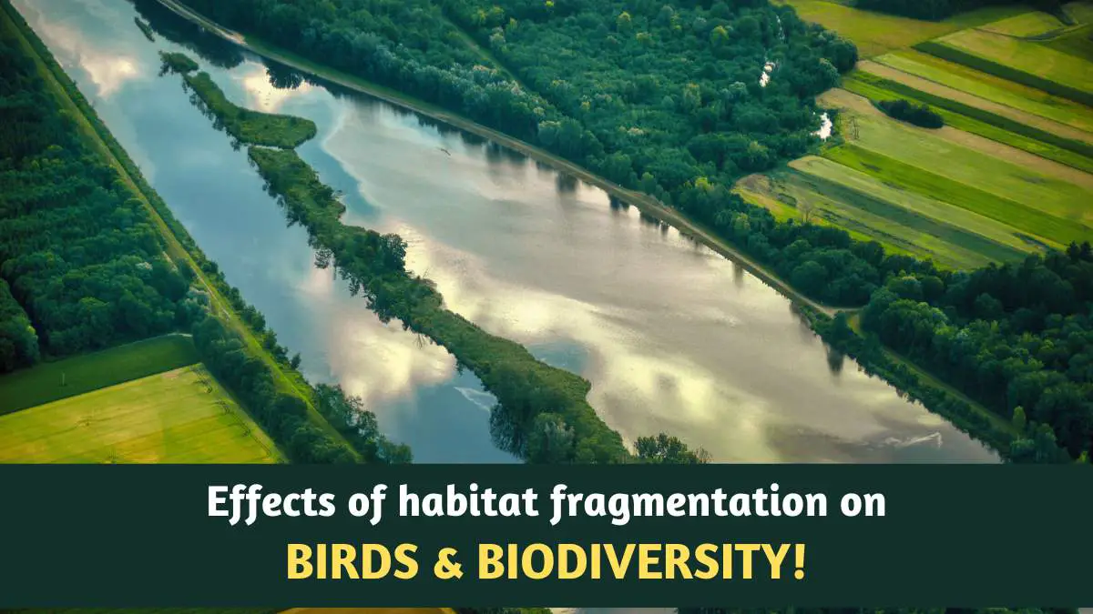 How does habitat fragmentation affect Birds