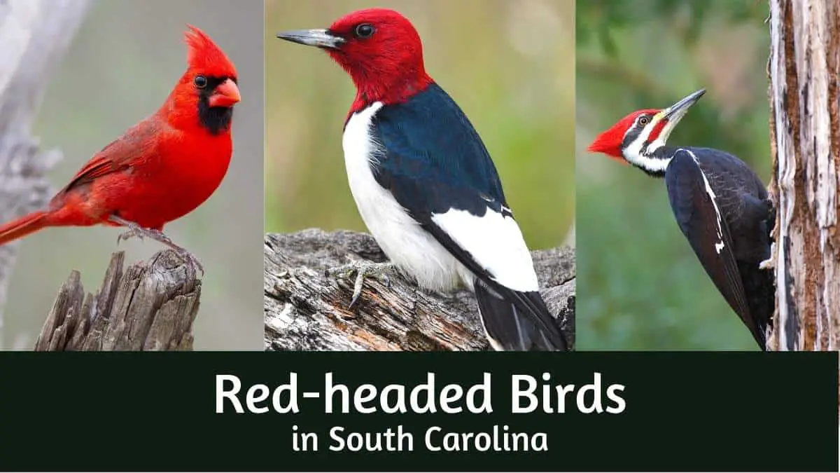 Birds with Red Heads in South Carolina