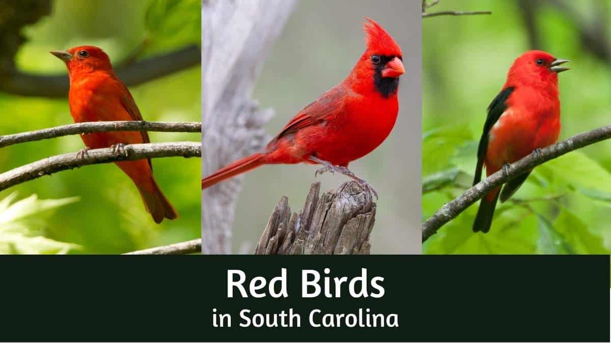 Red Birds in South Carolina