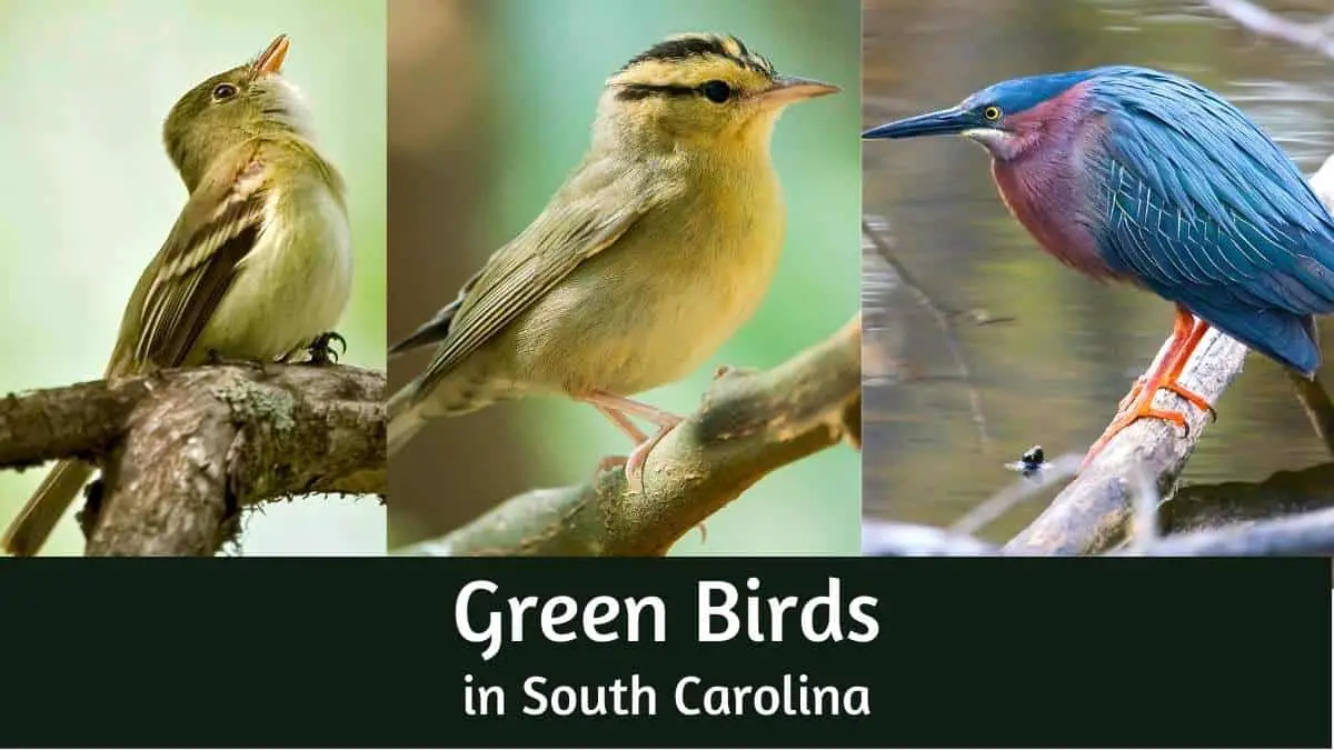 Green Birds in South Carolina