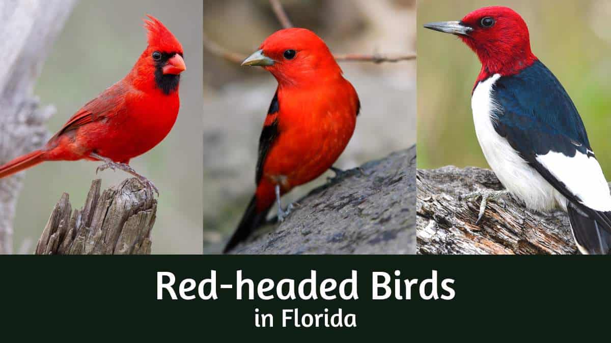 Red headed birds in Florida (birds with red heads in Florida)