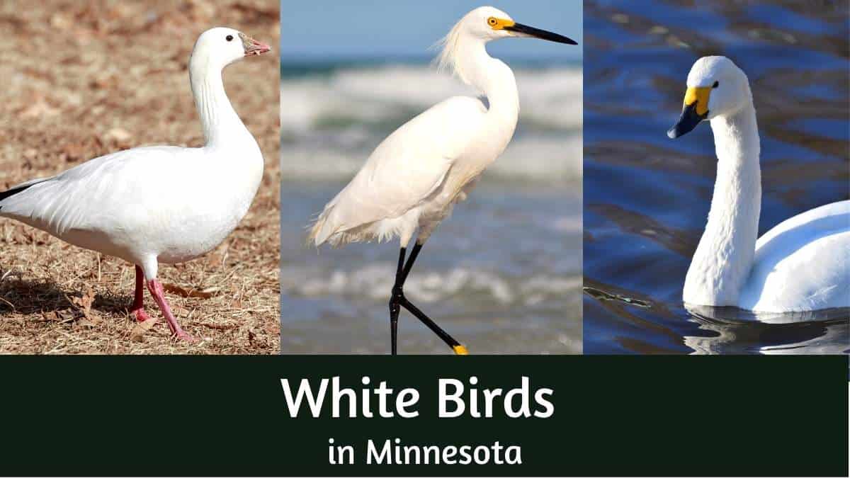 White Birds in Minnesota