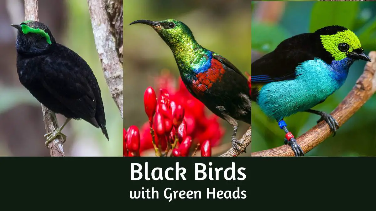 Black Birds with Green Heads