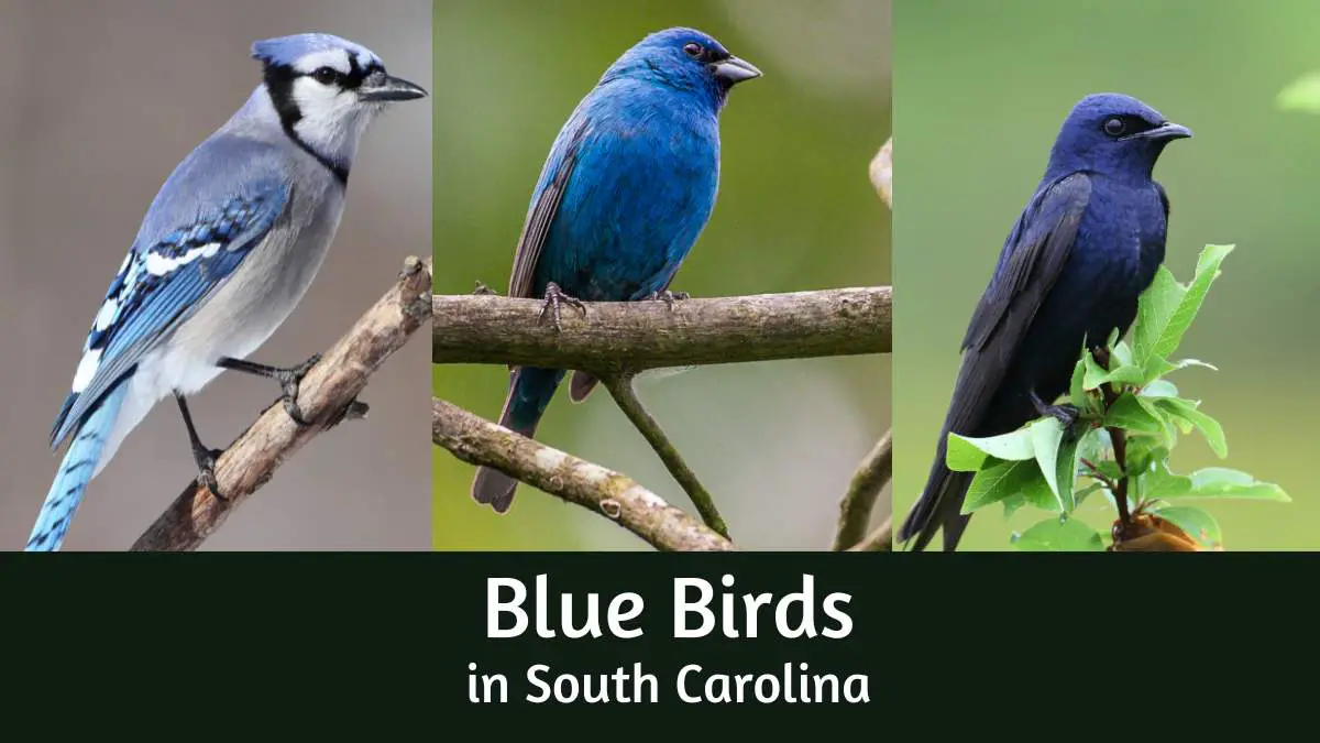 Blue Birds in South Carolina