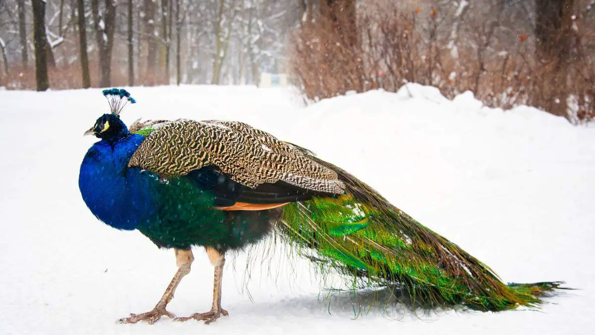 Can peacocks live in cold weather