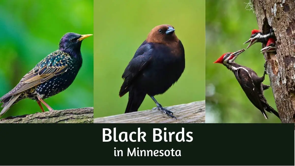 Black birds in Minnesota