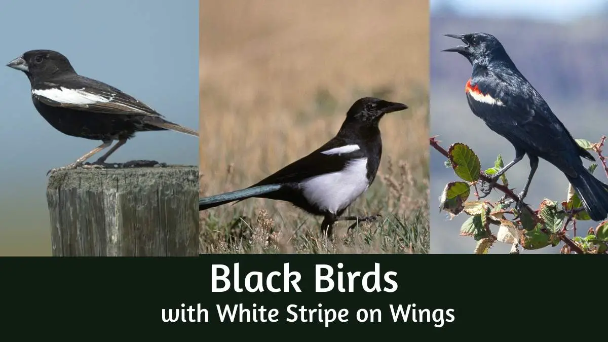 Black Birds with White Stripe on Wings