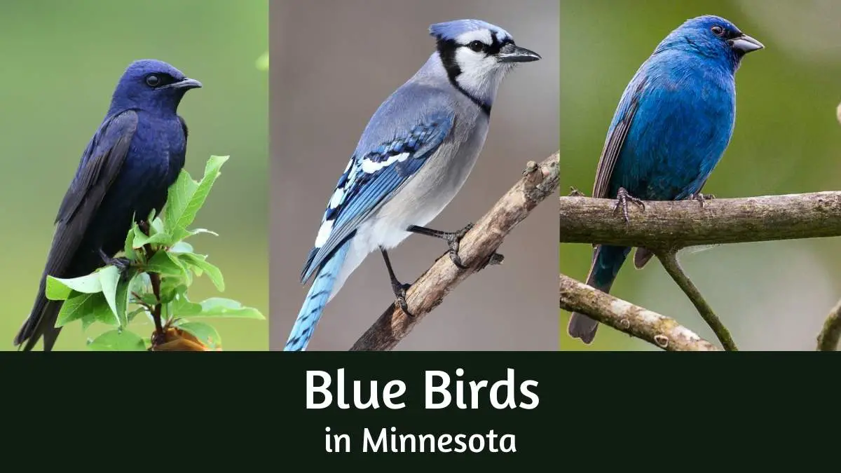 Blue birds in Minnesota - 13 Fascinating blue birds in Minnesota