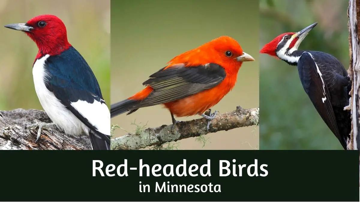 Red Headed Birds in Minnesota