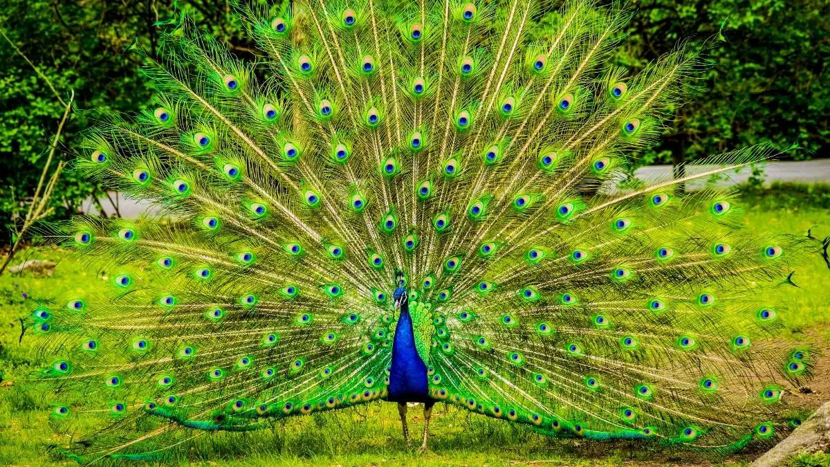 Peacock Myths