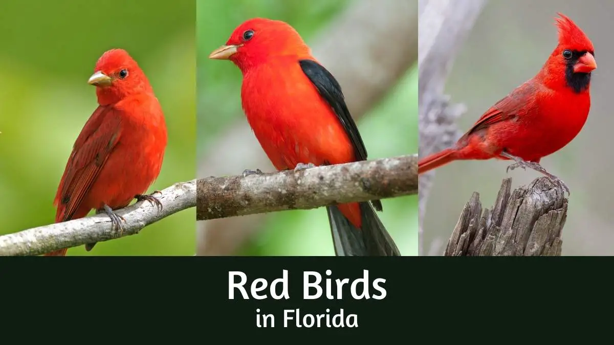 Red birds in Florida