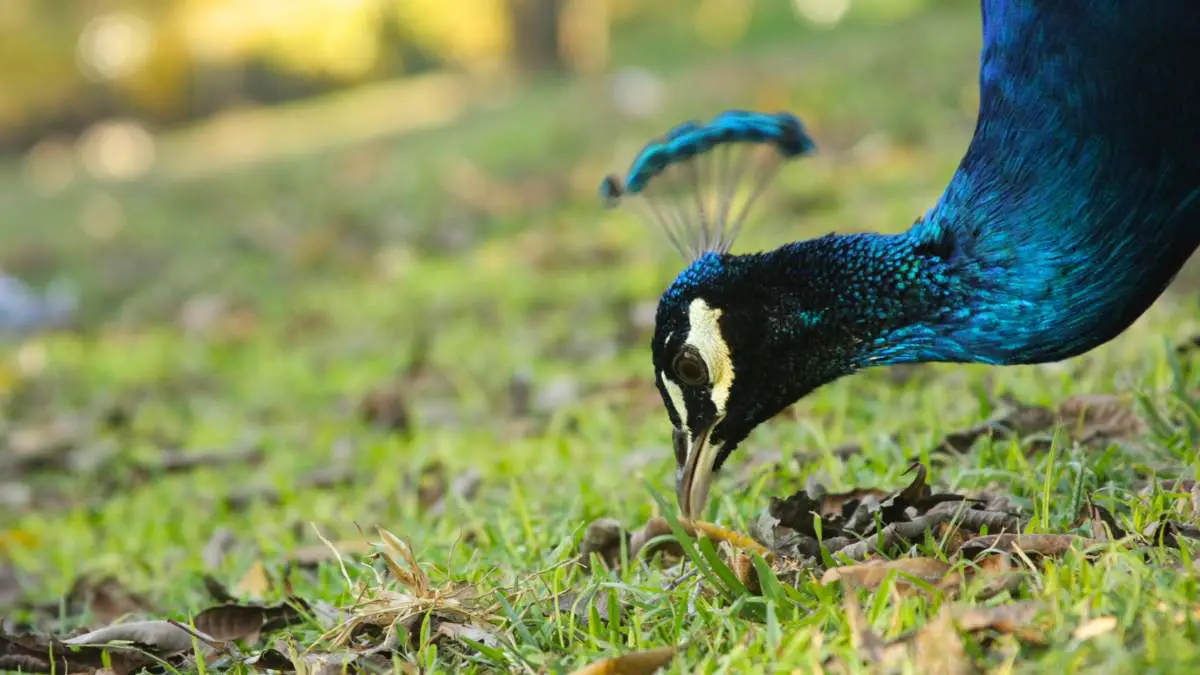Do peacocks eat meat? Everything about Peacock Diet