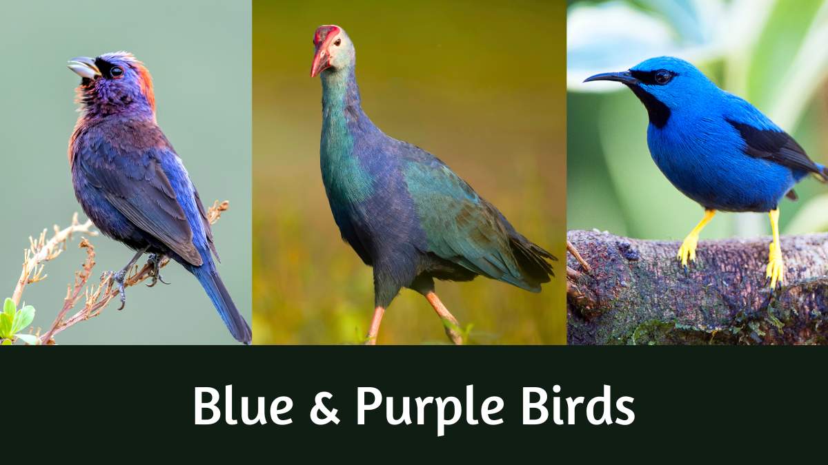 Blue and Purple Birds