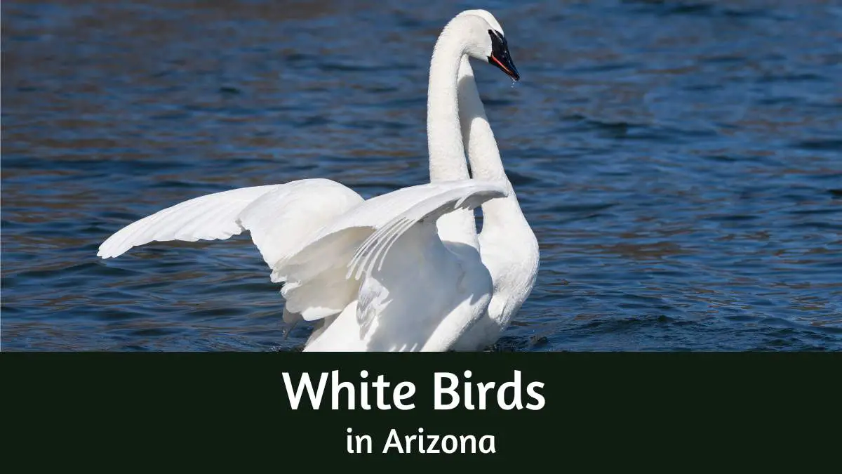 White birds in Arizona
