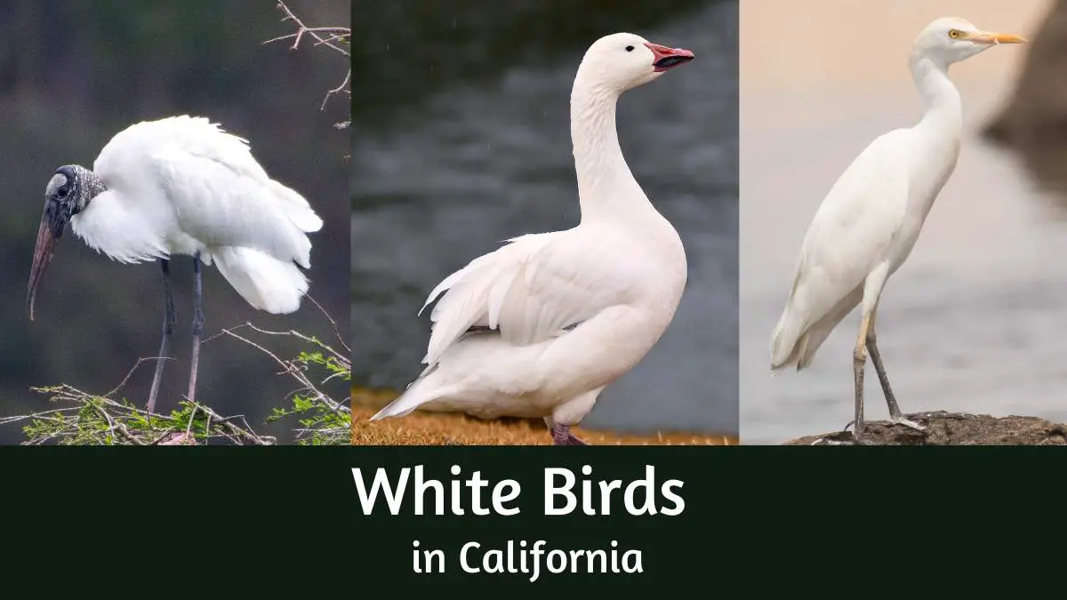 White birds in California