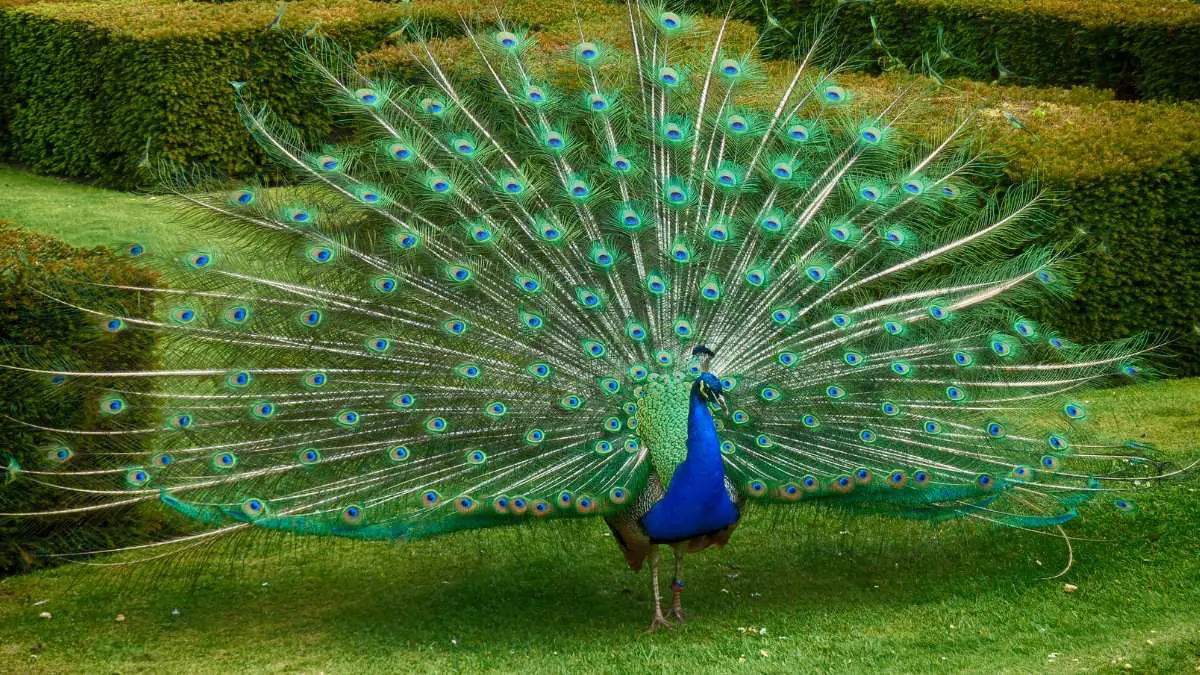 Are peacocks smart