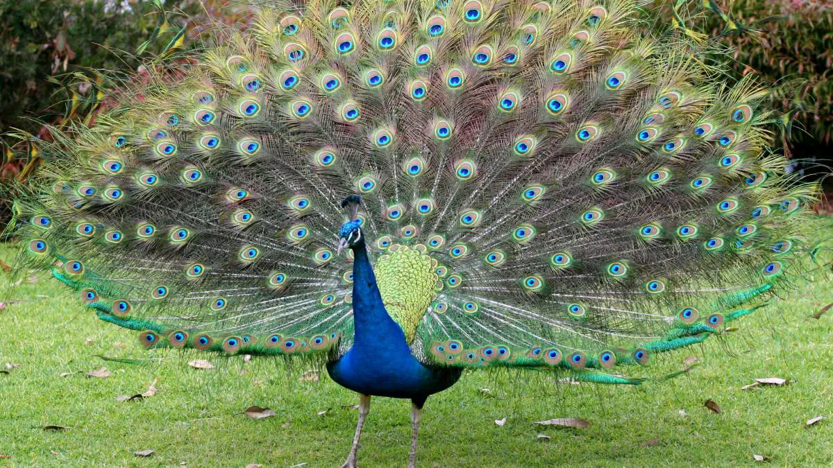 Why Do Peacocks Spread Their Feathers? [All Reasons Explained!]