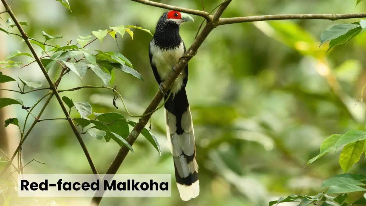 Red-faced Malkoha - A Sri Lankan Endemic Bird
