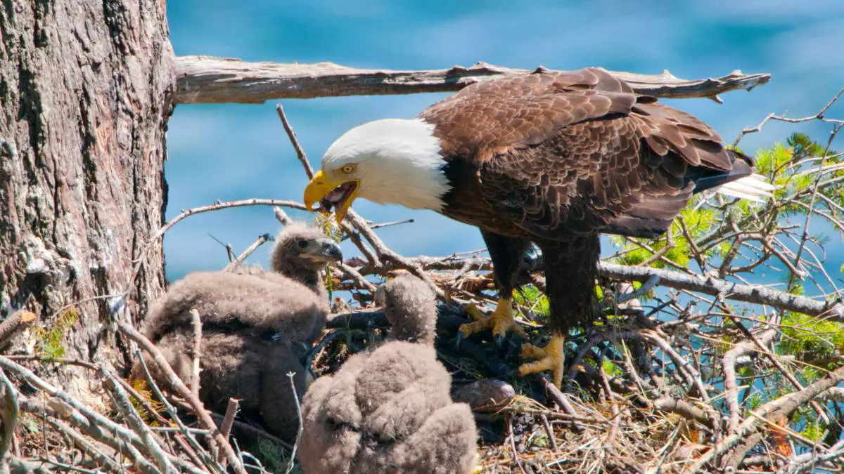 Where do eagles build their nests