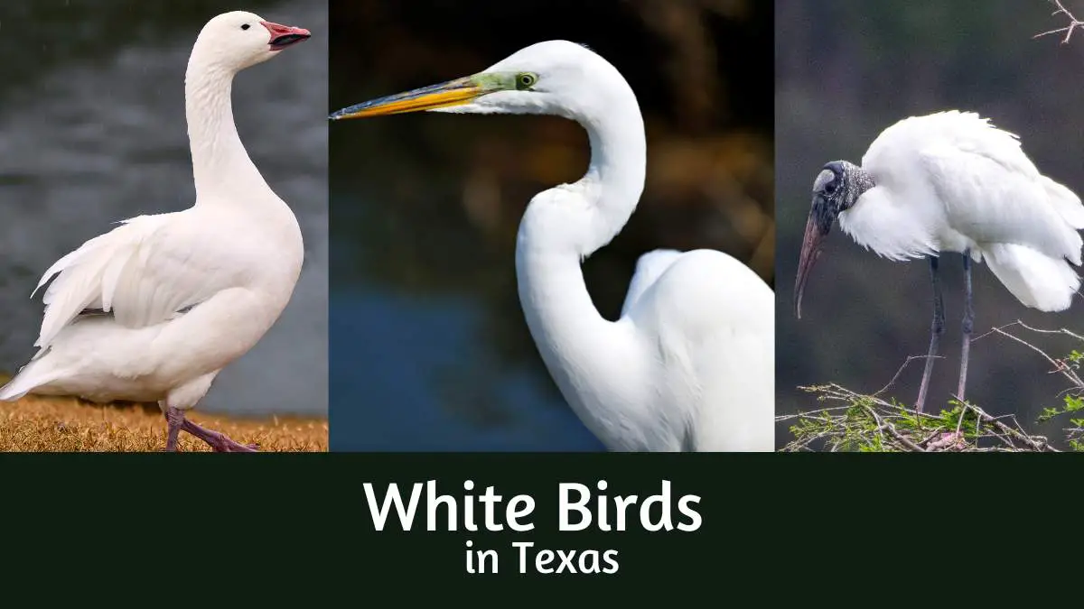 White birds in Texas