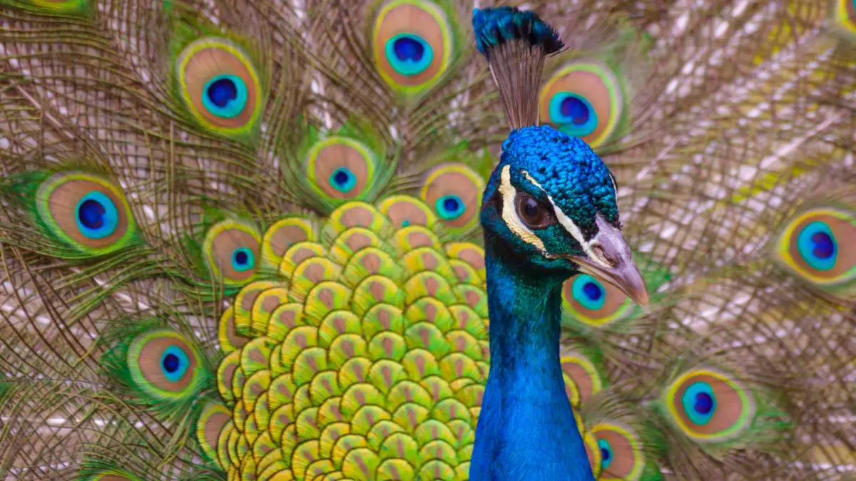 Why do peacock spread their feathers